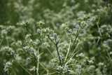 Eryngium aquaticum- Marsh Rattlesnake Master