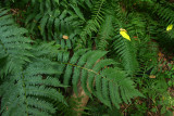 Dryopteris goldiana- Goldies Wood Fern