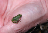 Northern Gray Treefrog
