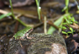 Northern Gray Treefrog