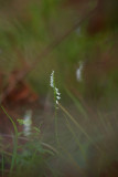 Spiranthes tuberosa- Little Ladies Tresses
