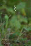 Spiranthes tuberosa- Little Ladies Tresses