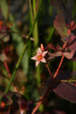 Triadenum virginicum- Marsh St. Johns Wort