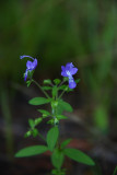 Trichostema dichotomum- Blue Curls