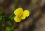 Gratiola aurea- Golden Hedge-hyssop