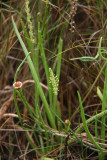 Plantago maritima var. juncoides- Seaside Plantain