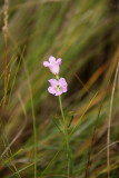 Agalinis maritima- Seaside Gerardia