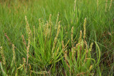 Plantago maritima var. juncoides- Seaside Plantain