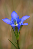 Gentiana autumnalis- Pine Barrens Gentian