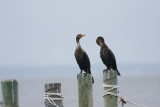 Double-crested Cormorants