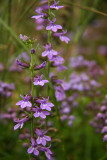 Lobelia puberula (Downy Lobelia)
