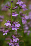 Lobelia puberula (Downy Lobelia)