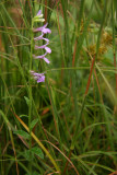 Lobelia puberula (Downy Lobelia)