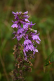 Lobelia puberula (Downy Lobelia)