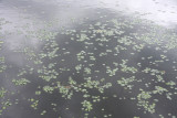 Hydrocotyle umbellata- Marsh Pennywort