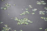 Hydrocotyle umbellata- Marsh Pennywort