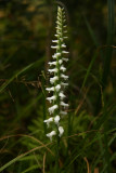 Spiranthes odorata- Fragrant Ladys Tresses