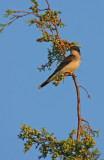 easternkingbird.jpg