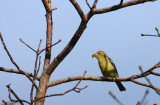 Western Tanager (Female)