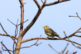 Western Tanager (Female)