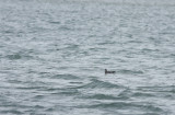 Parasitic Jaeger (Arctic Skua)