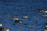 Cackling and Canada Geese