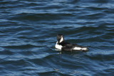 Razorbill