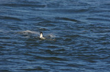 Razorbill