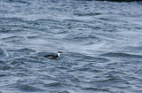 Razorbill