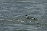 Razorbill