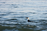 Razorbill