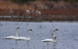 Tundra Swans