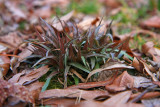 Luzula multiflora- Common Woodrush