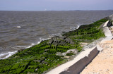 Seabreeze