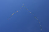 Snow Geese