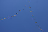 Snow Geese