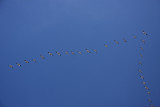 Snow Geese