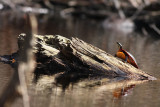 Eastern Painted Turtle