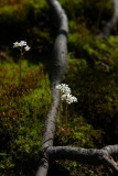 Saxifraga virginiensis- (Early Saxifrage)