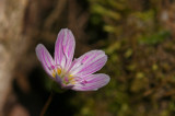 Claytonia virginica- Spring Beauty
