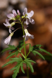 Dentaria (Cardamine) laciniata- Cutleaf Toothwort