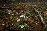Claytonia virginica- Spring Beauty