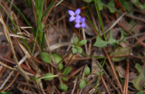 Hedyotis pusilla- Tiny Bluets