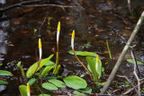 Orontium aquaticum- Golden Club