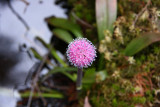 Helonias bullata- Swamp Pink