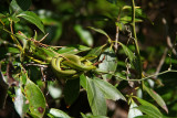 Rough Green Snake