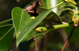 Rough Green Snake