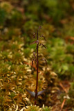 Listera australis- Southern Twayblade