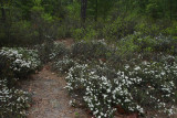 Leiophyllum buxifolium- Sand Myrtle