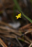 Utricularia subulata- Zigzag Bladderwort